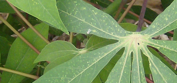 darukanda  : Manihot esculenta Crantz, Manihot utilissima Pohl