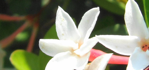 karamarda  : Carissa congesta Linn.