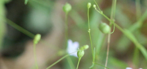 cakshushyatika : Hedyotis herbacea, Oldenlandia herbacea Linn.