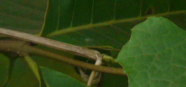 katuki  : Luffa amara Roxb.