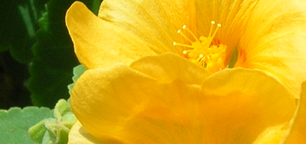 mahabala  : Sida humilis Willd.