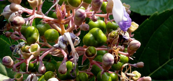 bharangi : Clerodendrum serratum Spreng. 