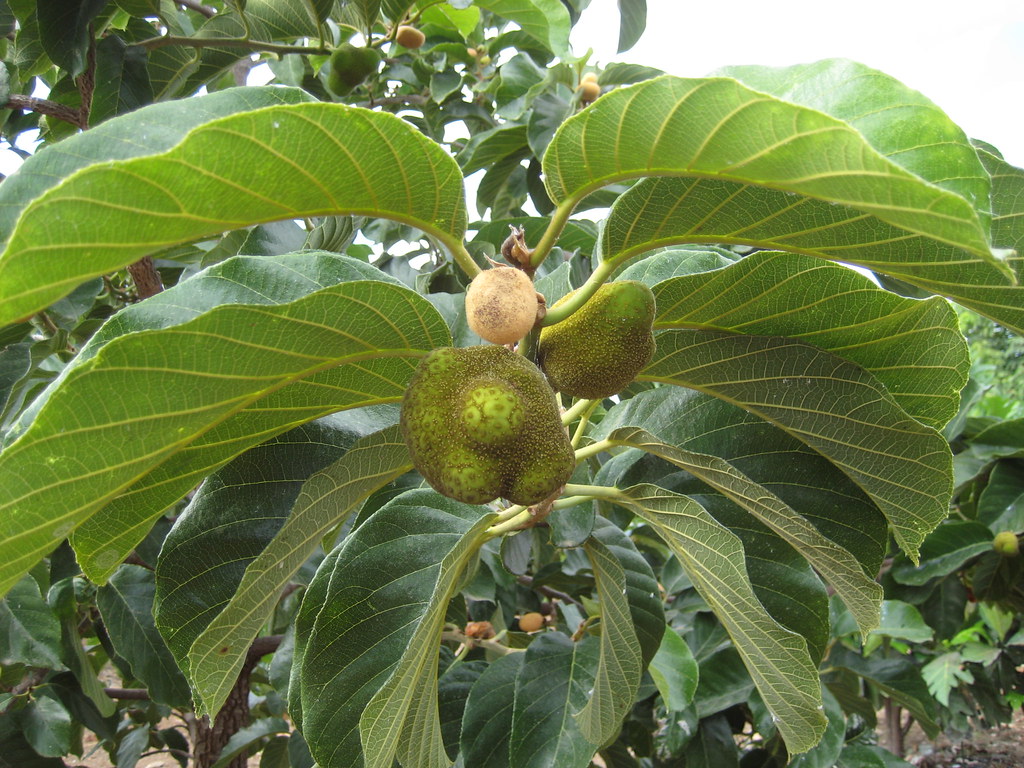 lakuca  : Artocarpus lakoocha 