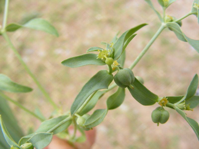 Euphorbia dracunculoides 