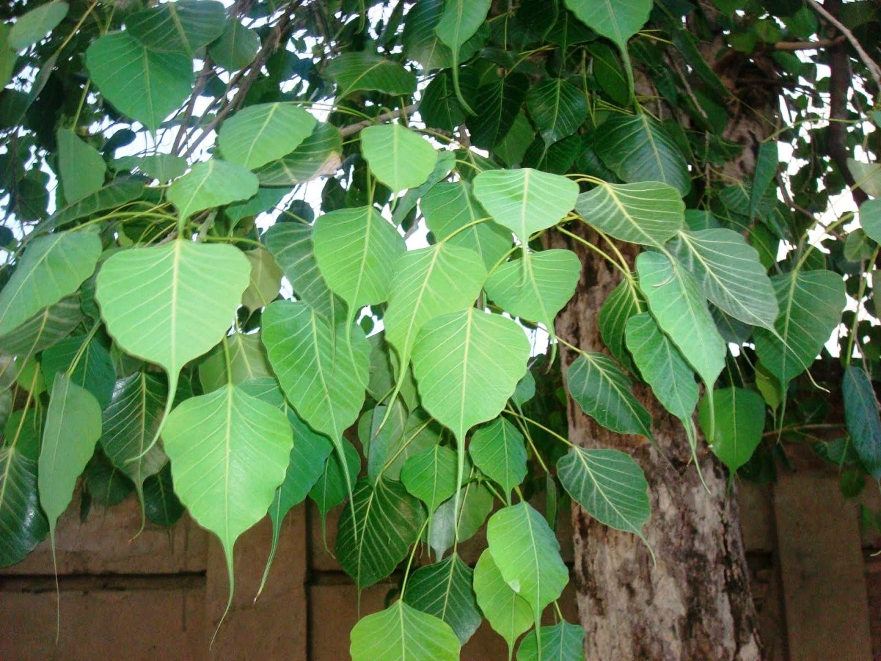 ashvattha : Ficus religiosa Linn. 