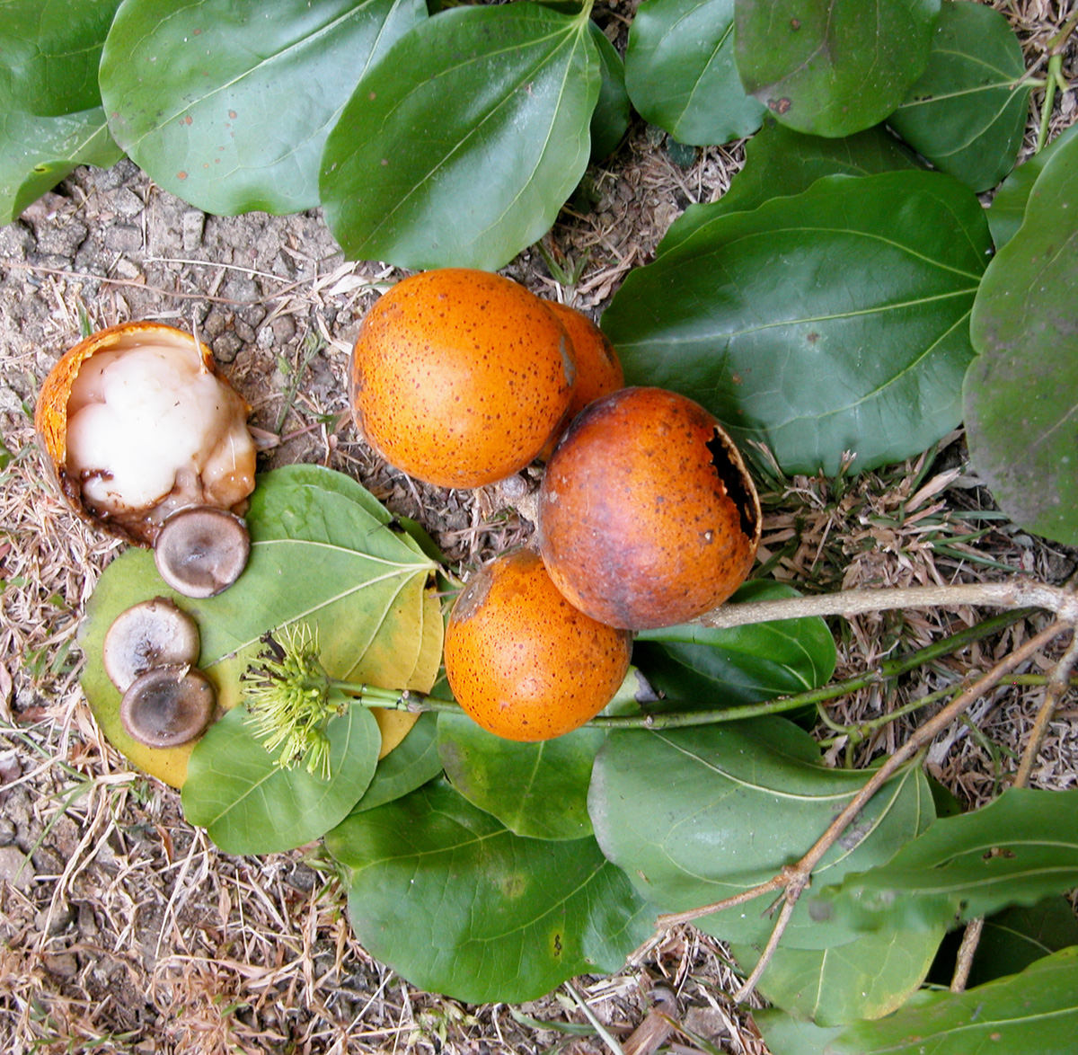 kupilu: Strychnos nuxvomica Linn: - Fruit open with seed