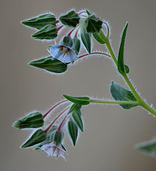 Flowering stem Photograph by: J.M.Garg