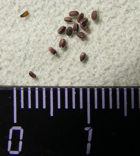 Mentha piperita seeds