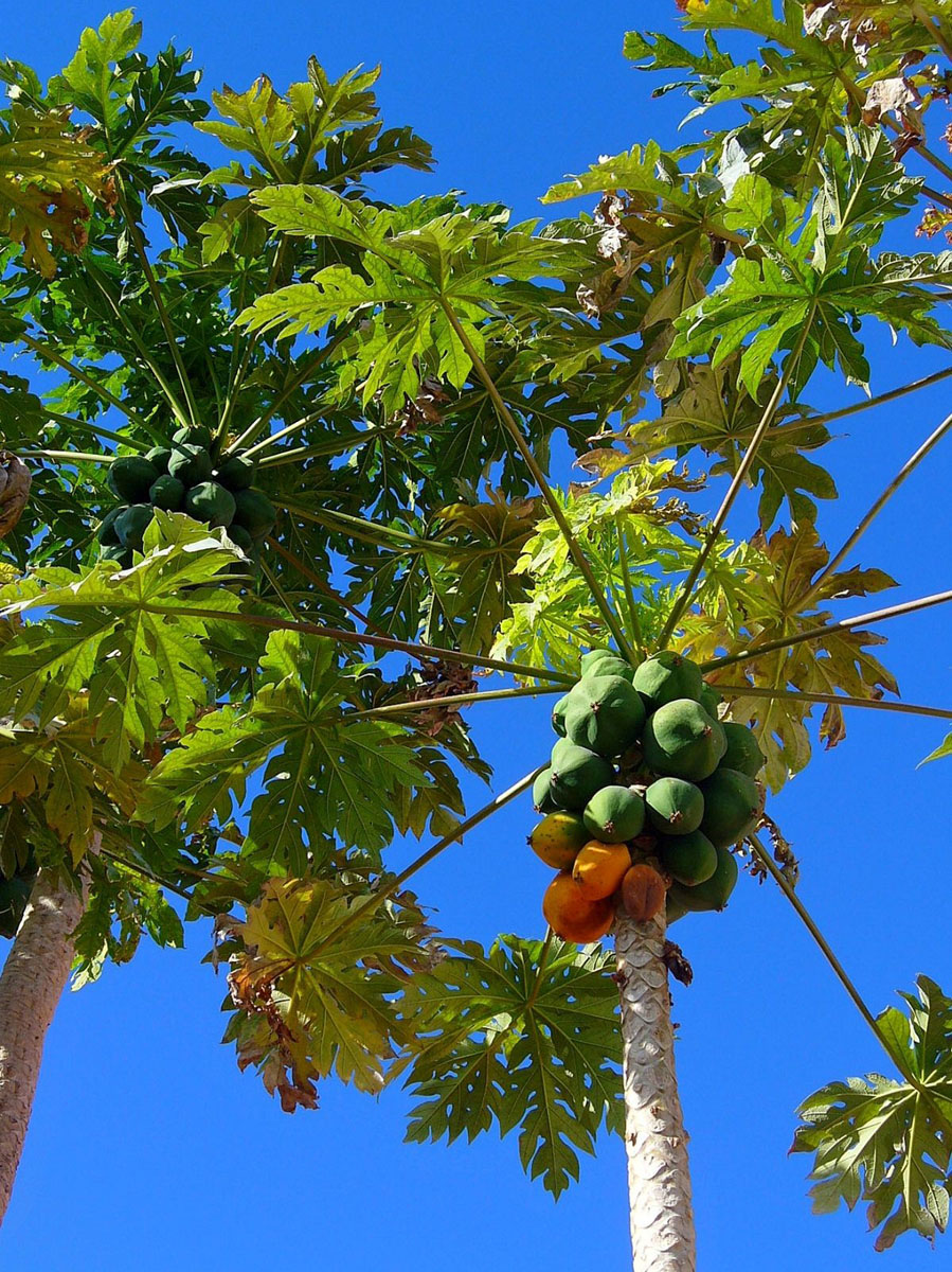Erandakarkati: Carica papaya Linn - Plant