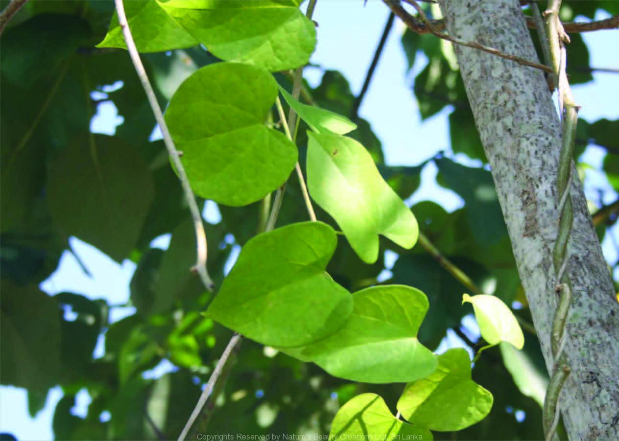 guduci  : Tinospora cordifolia Miers 