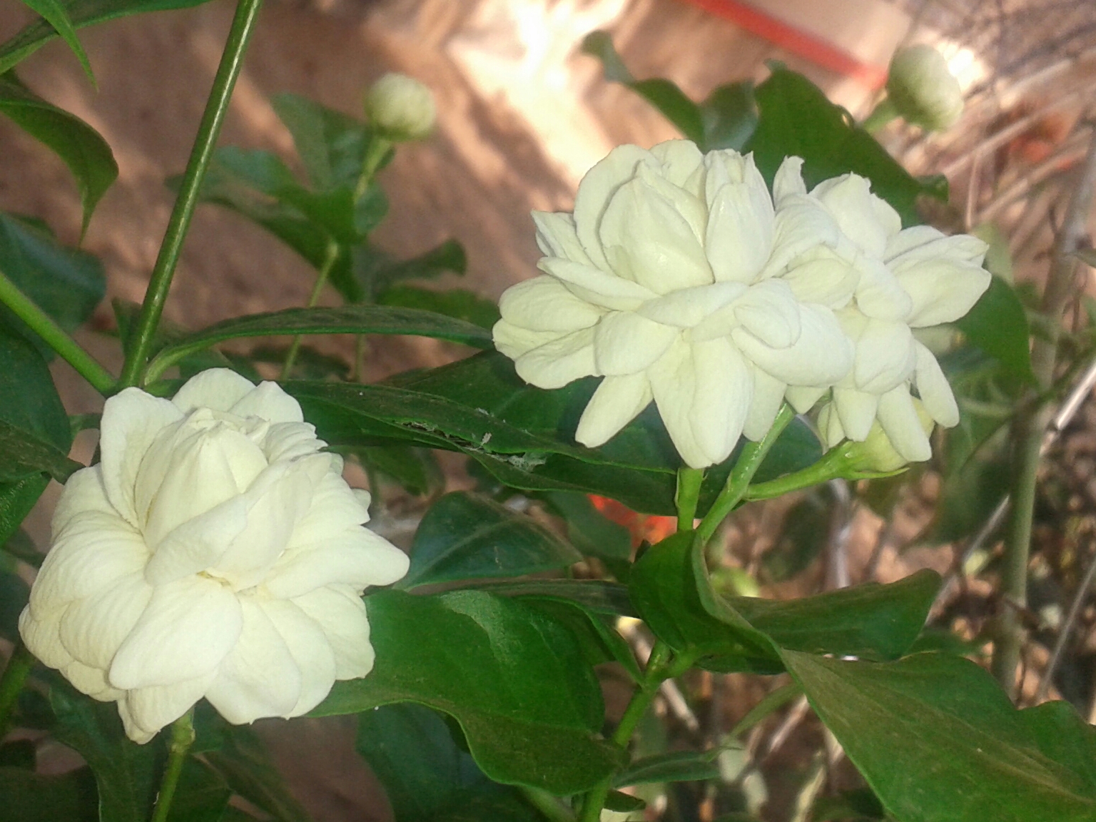 A double-flowered cultivar Photograph by: AswiniKP