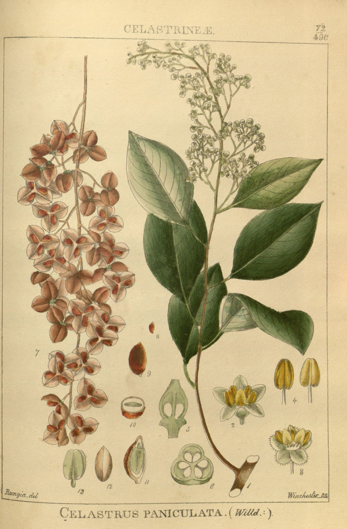 jyotishmati: Celastrus paniculata - Illustration