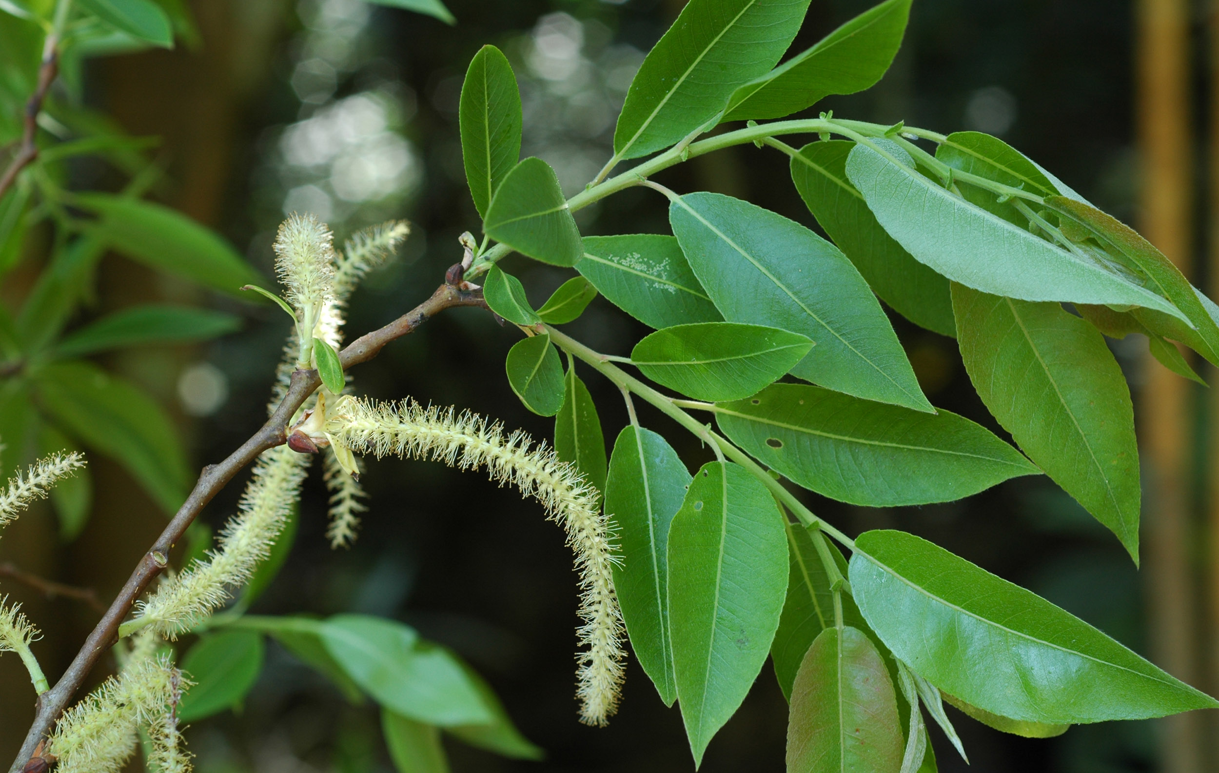 jalavetasa  : Salix tetrasperma Roxb. 