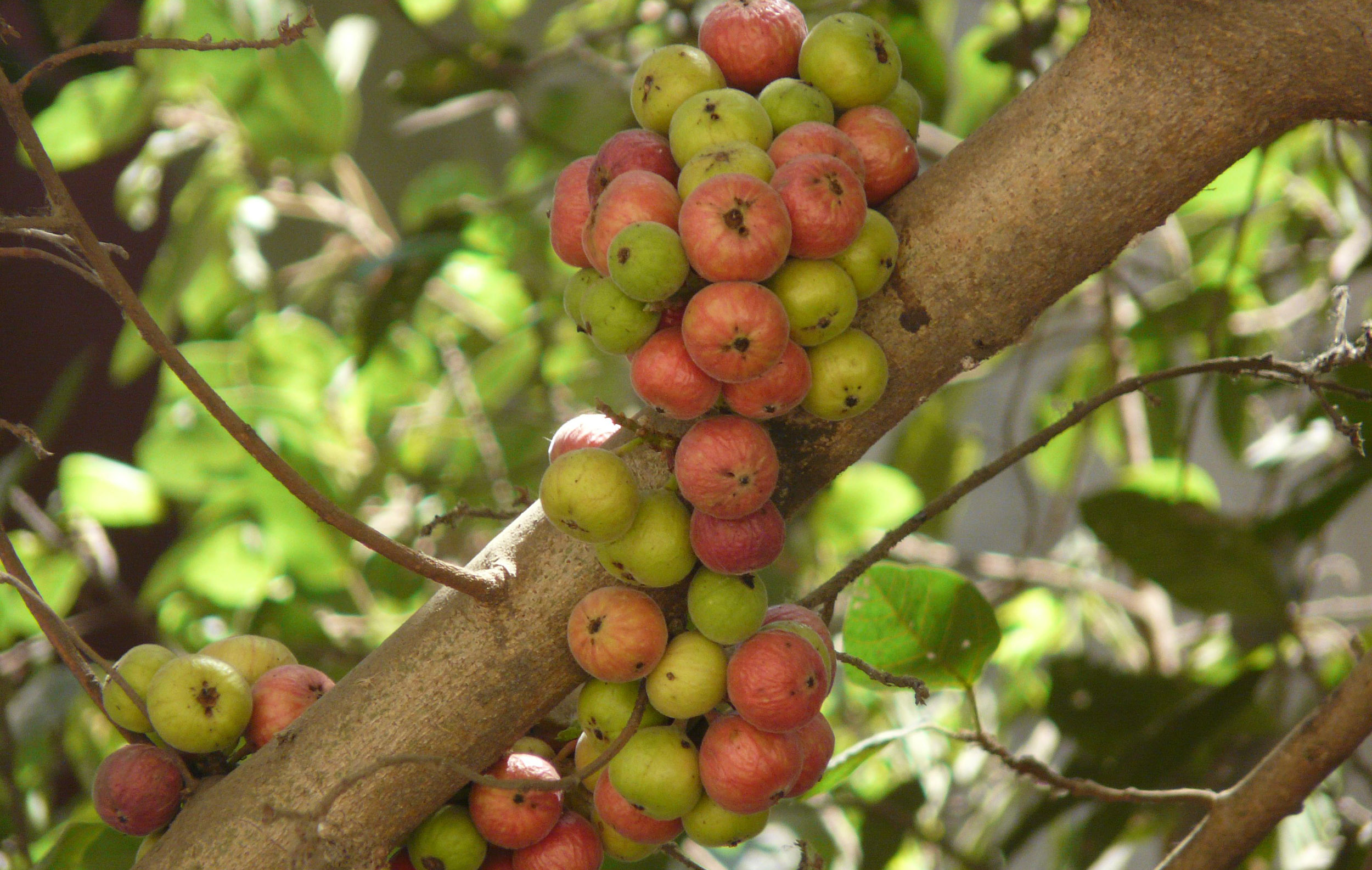 udumbara  : Ficus racemosa Linn., Ficus glomerata 