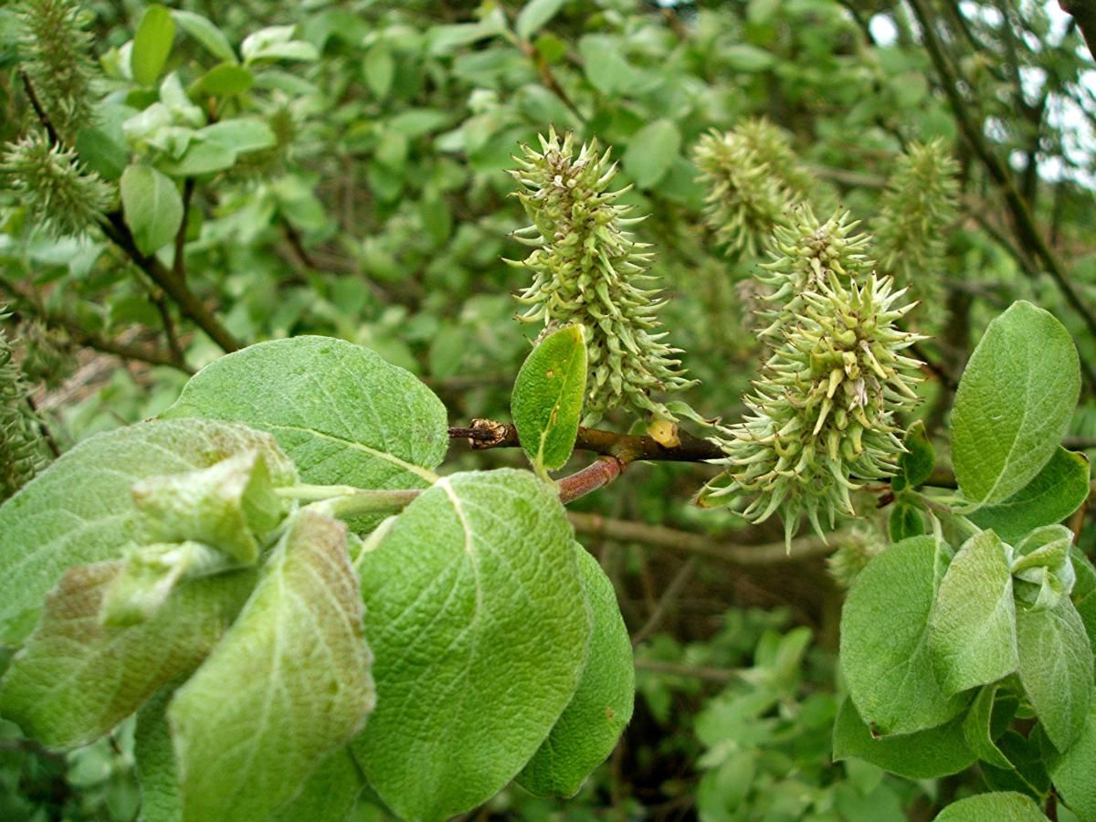 vetasa : Salix caprea Linn. 