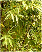 Bambusa arundinacea