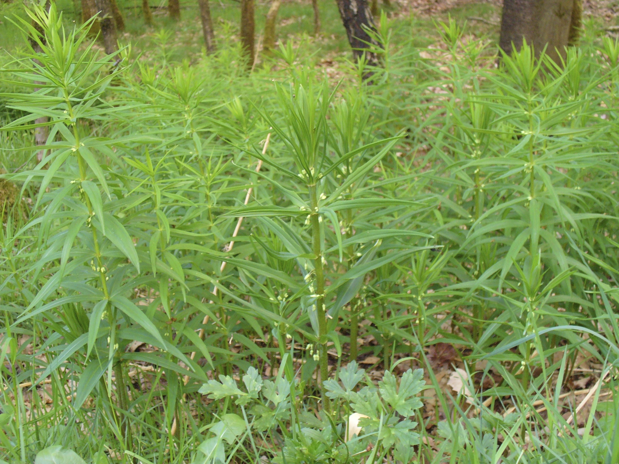 mahameda : Polygonatum verticillatum (Linn.) All 