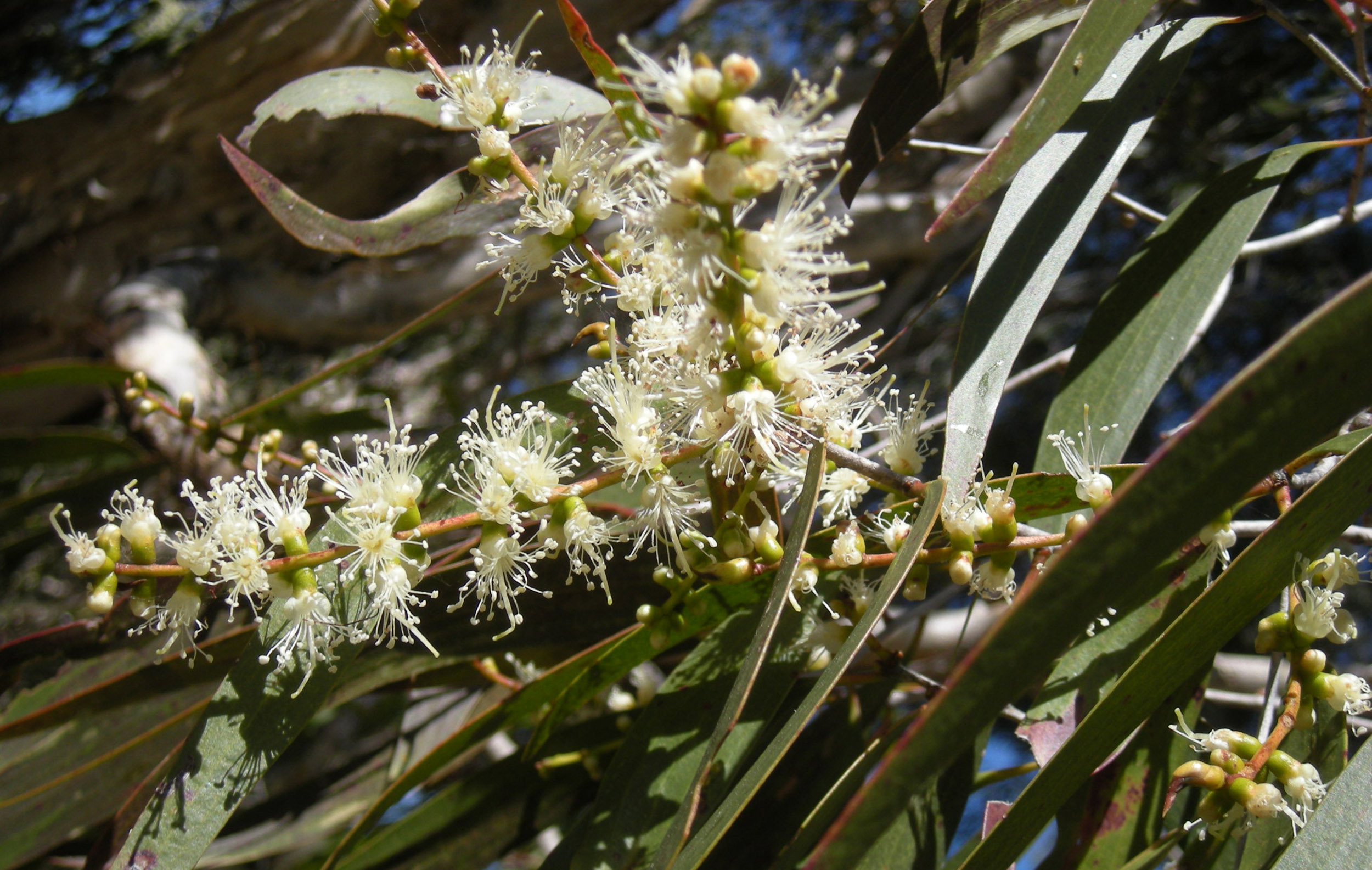 kayaputi : Melaleuca leucadendron Linn. 