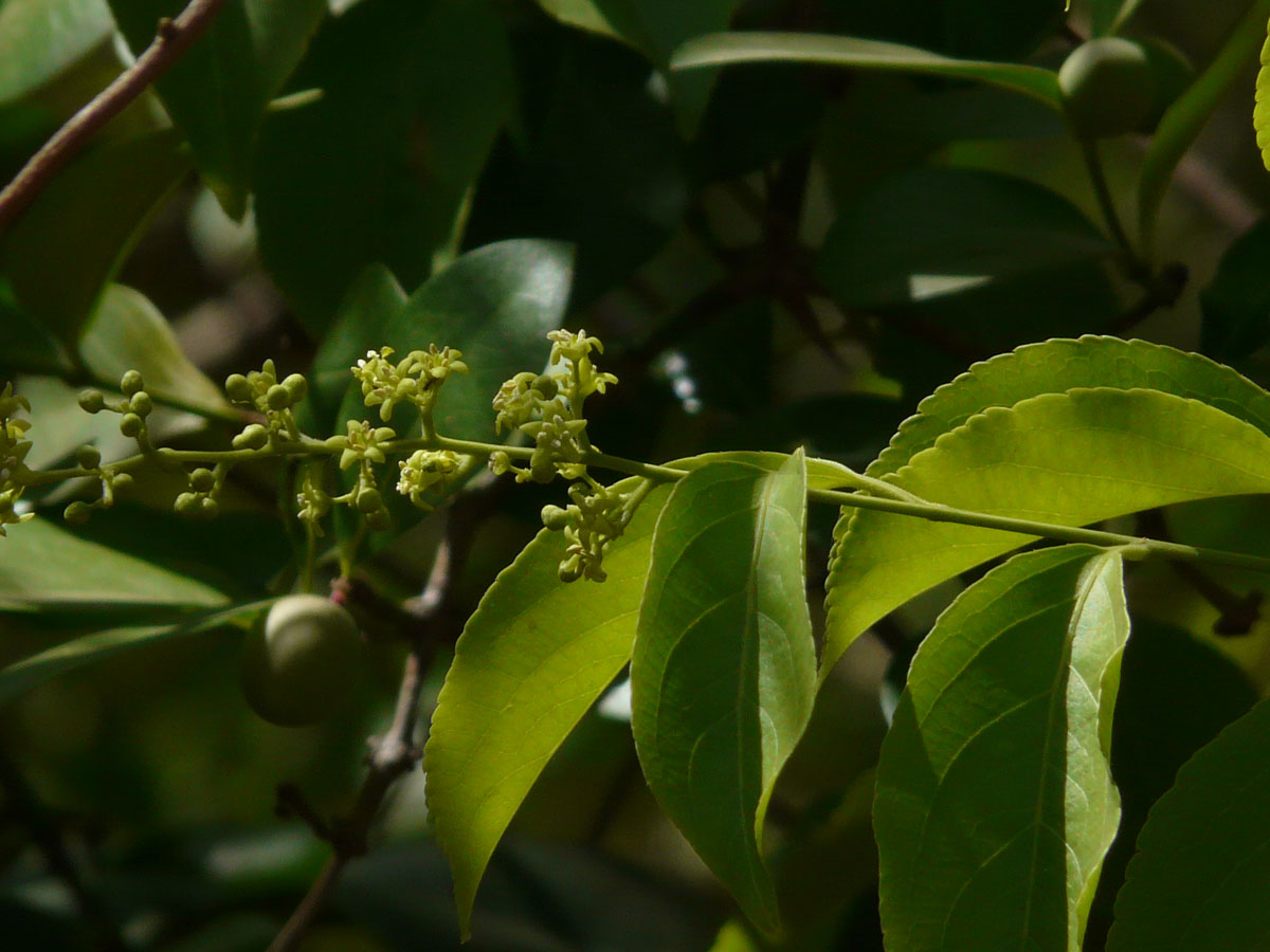 jyotishmati: Celastrus paniculata - Leaves with inflorescence 