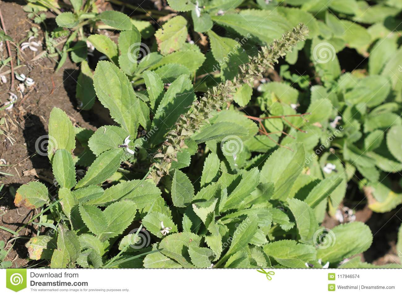 kankola  : Picrorhiza kurroa Royle ex Benth., Picrorrhiza scrophulariiflora Pennell 