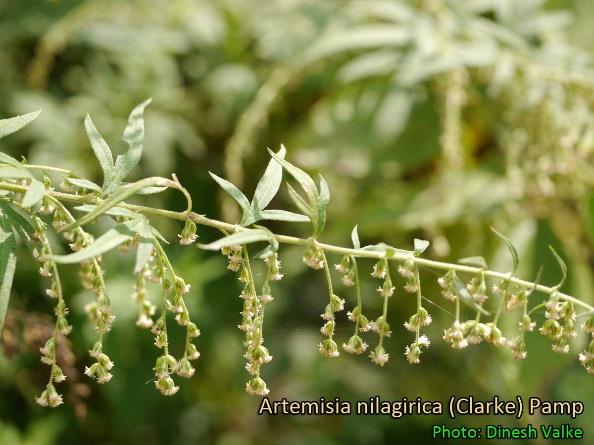 nagadamni  : Artemisia vulgaris Linn., Artemisia nilagirica Pamp. 