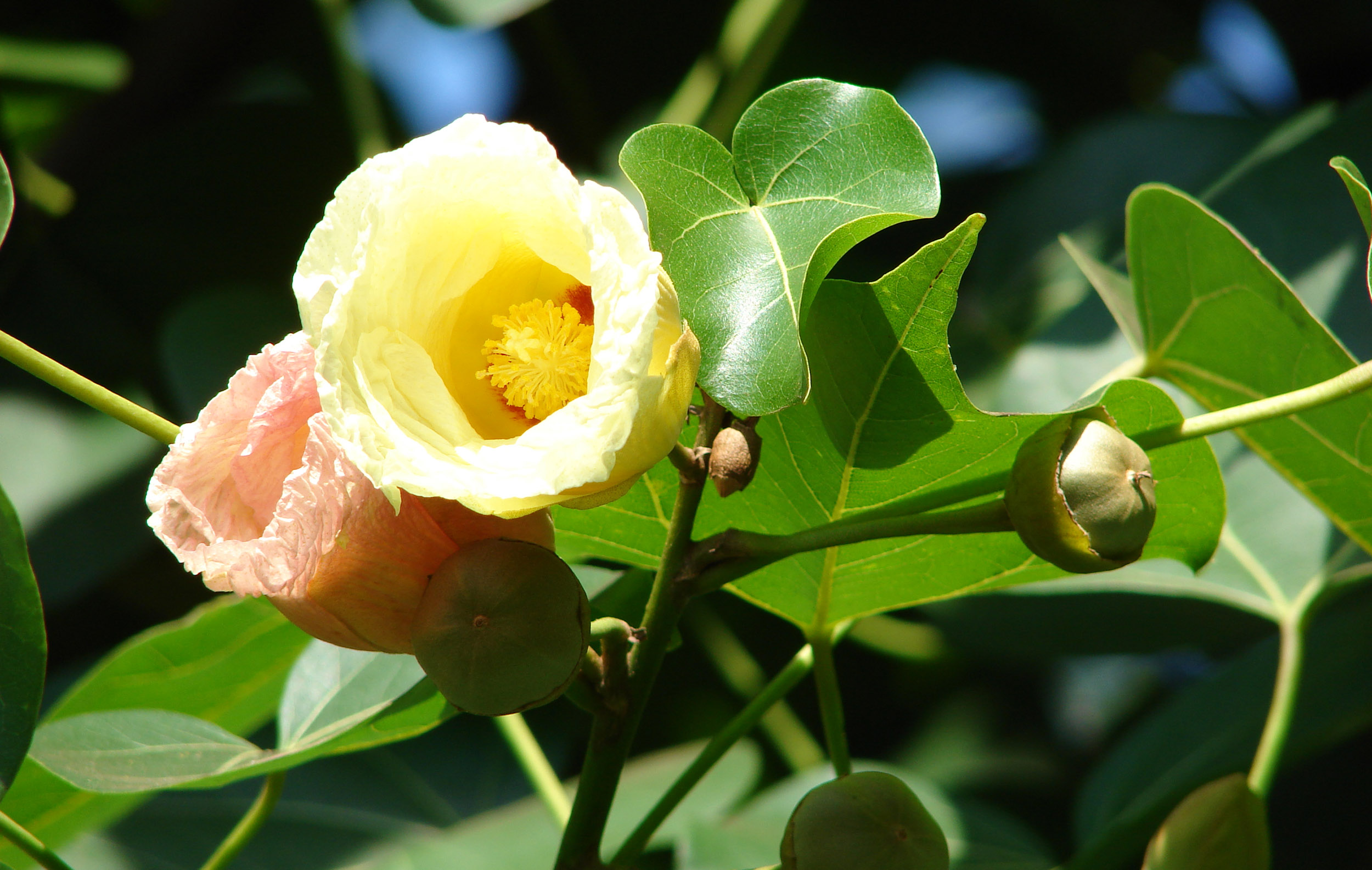 gardha bhanda  : Hibiscus populnea Linn. 