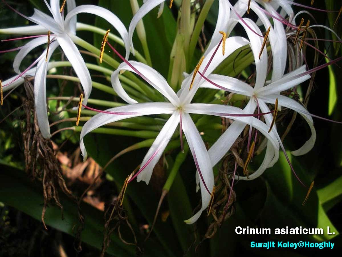 sudarshana : Crinum asiaticum Linn. 