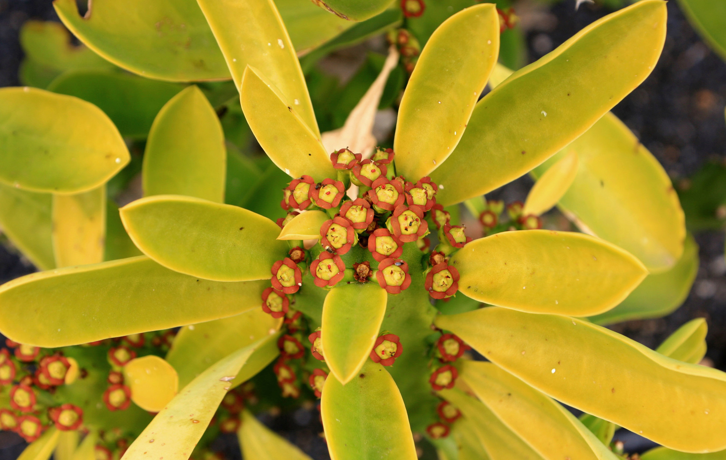 snudhi  : Euphorbia neriifolia Linn., Euphorbia ligularia Roxb. 