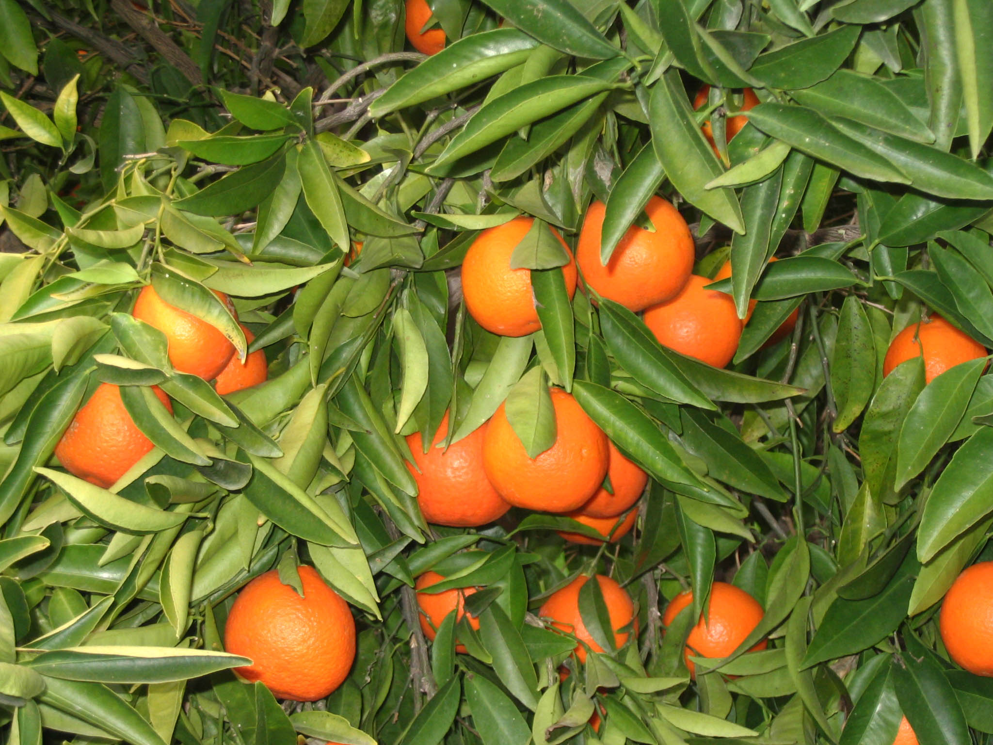 narangi  : Citrus reticulata 