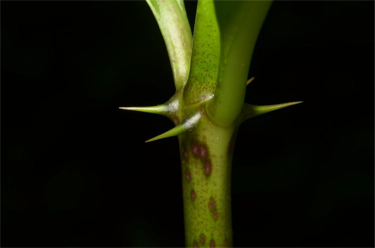 The plant produces a pair of short, sharp spines at the base of each stalk Photograph by: Fagg M.; Australian National Botanic Gardens