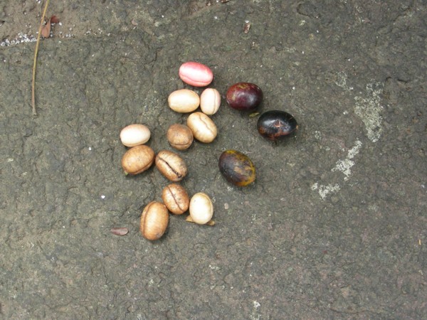 Mature fruits and their large seeds Photograph by: AshLin