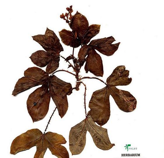 Jatropha gossypifolia Ayurveda - Herbarium