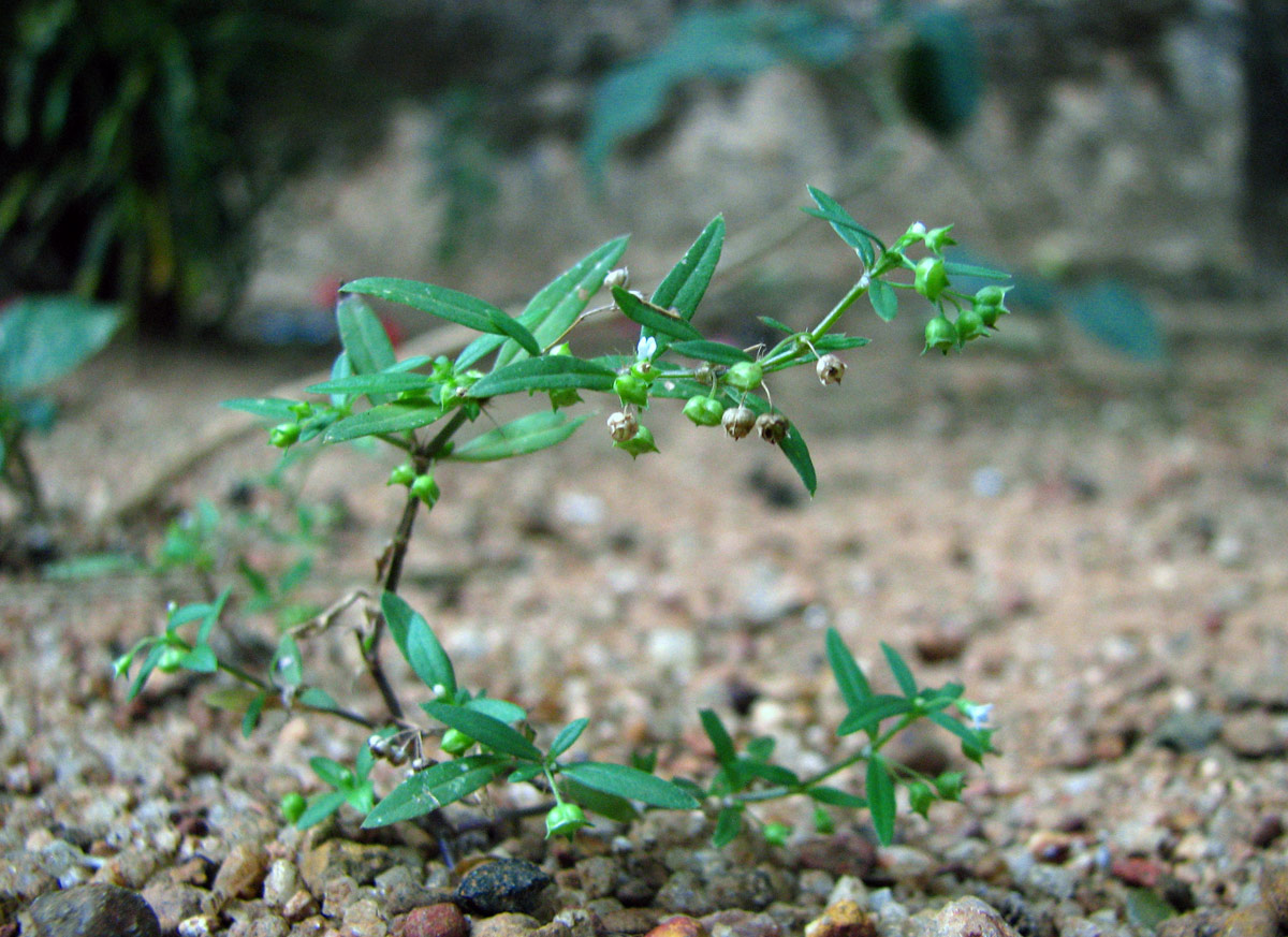 kshetra parpata  : Oldenlandia corymbosa Linn., Oldenlandia  biflora, Oldenlandia herbacea 