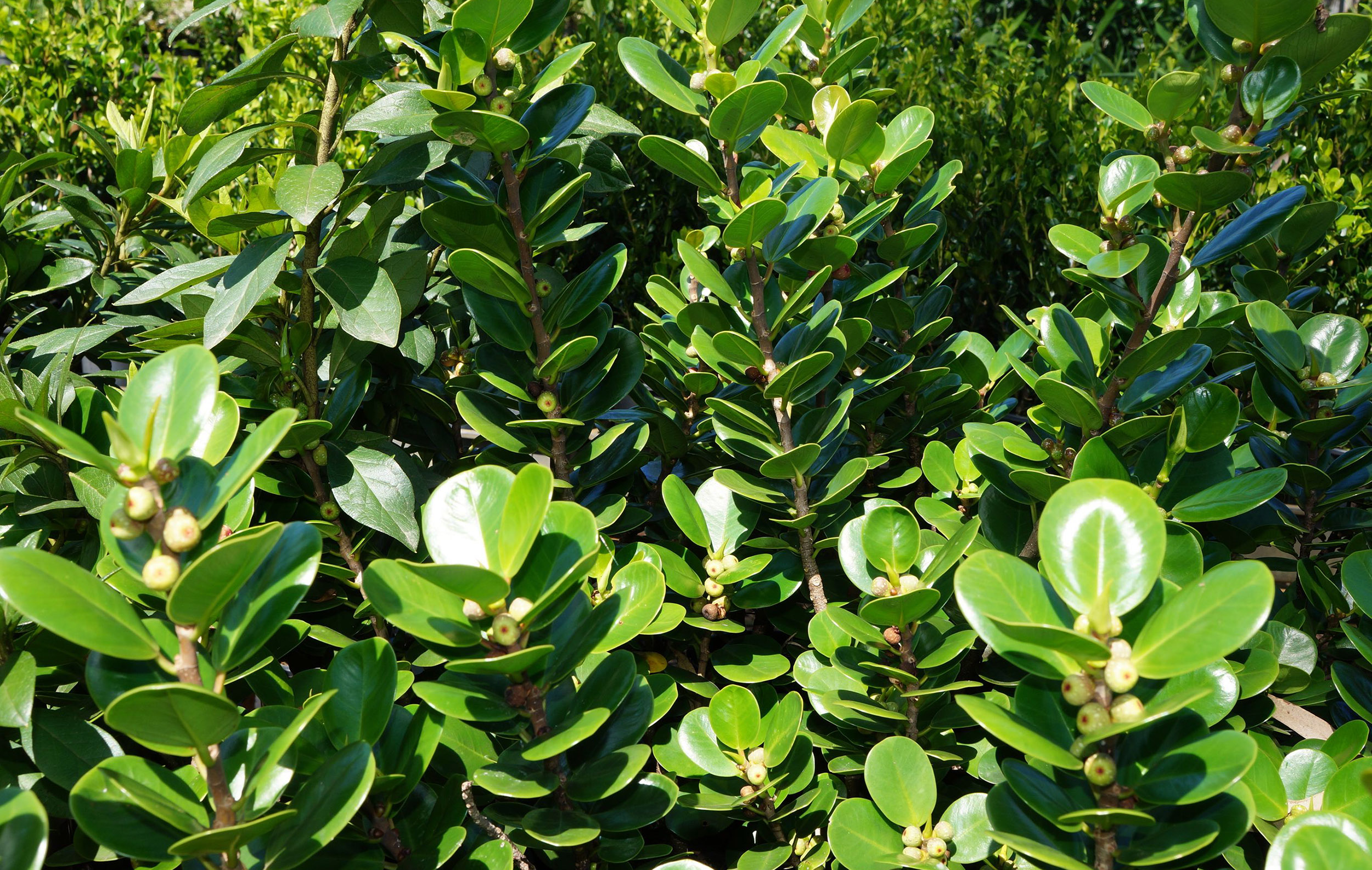 patala : Ficus microcarpa Linn.f. 