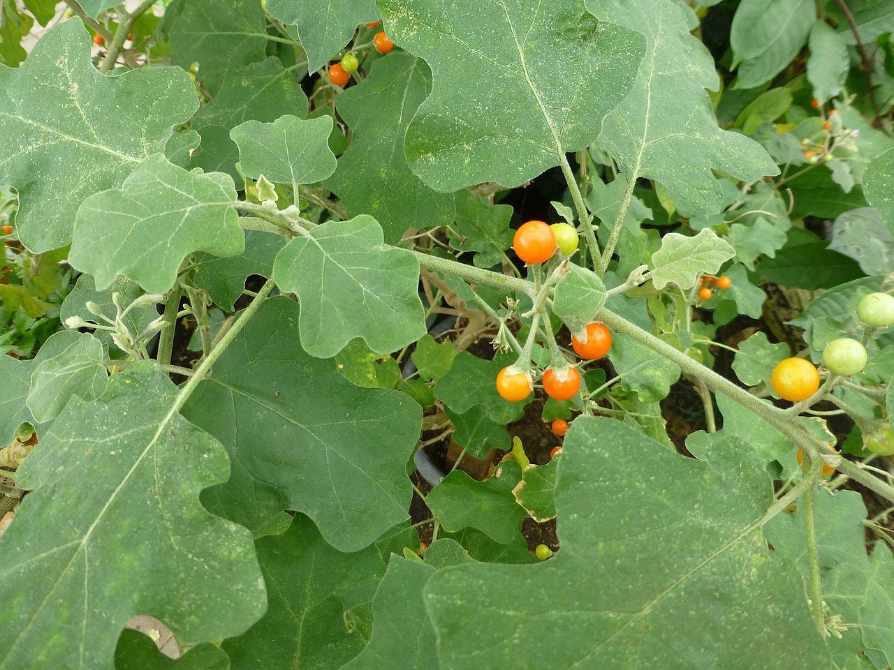 brihati  : Solanum indicum Linn., Solanum anguivi Lam. 