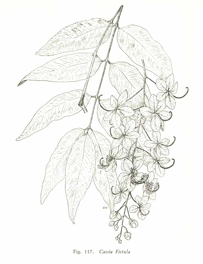 aragvadha: Cassia fistula Linn. - Illustration