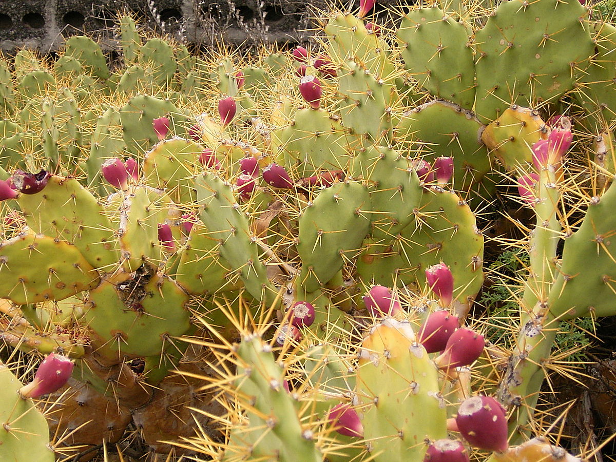 vidara : Opuntia dillenii Haw., Cactus indicus  