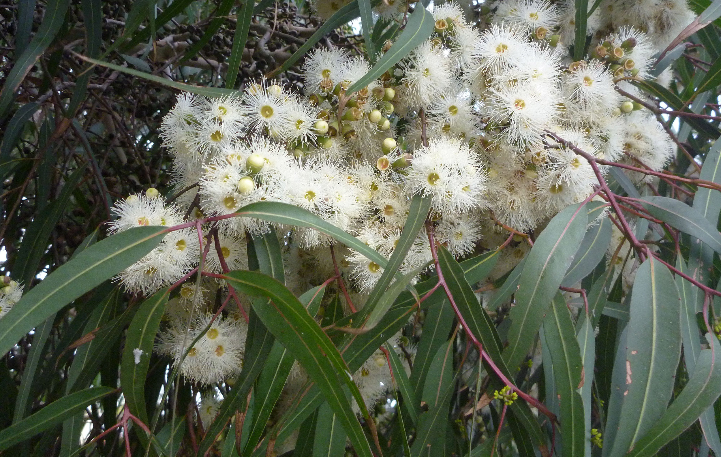 tailparni  : Eucalyptus citriodora Hoek. 