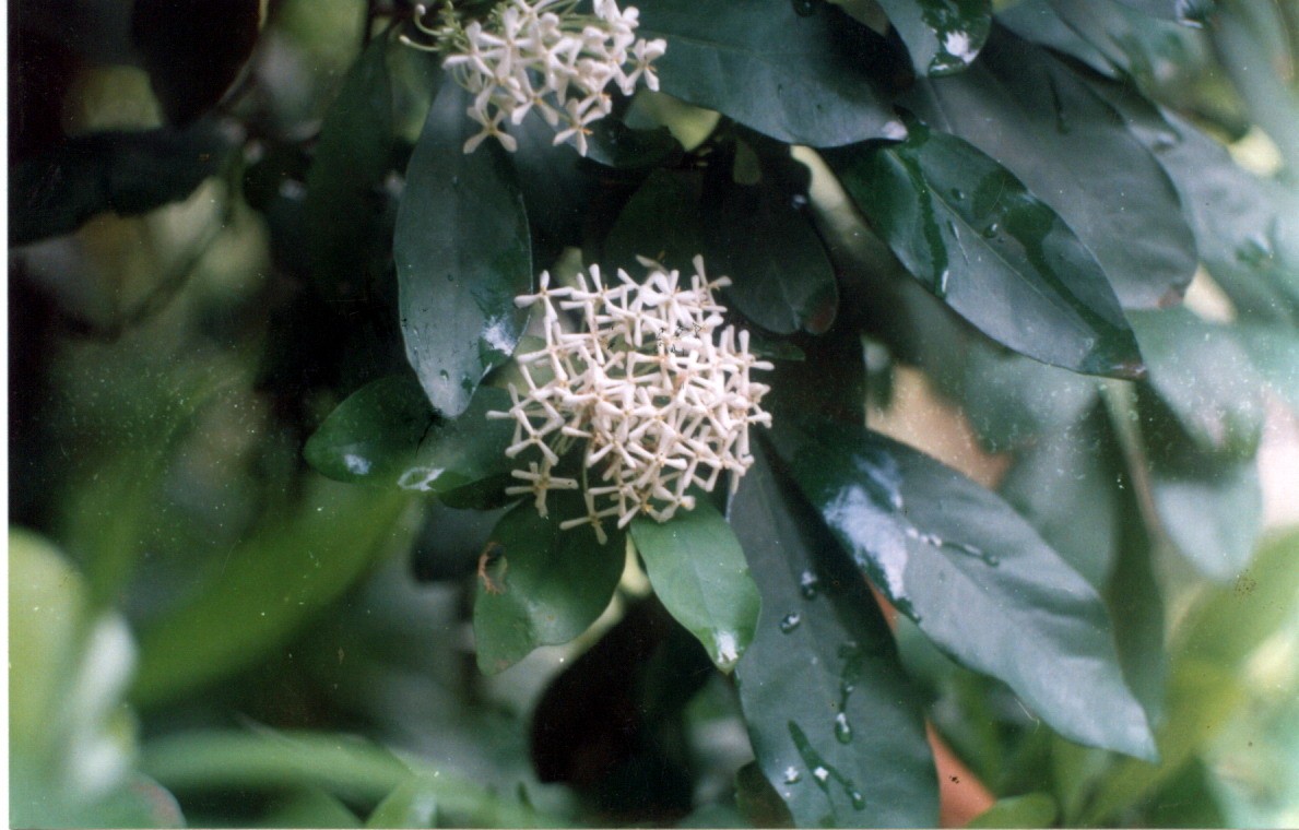 Isvara : Ixora parviflora Vahl., Ixora alba 