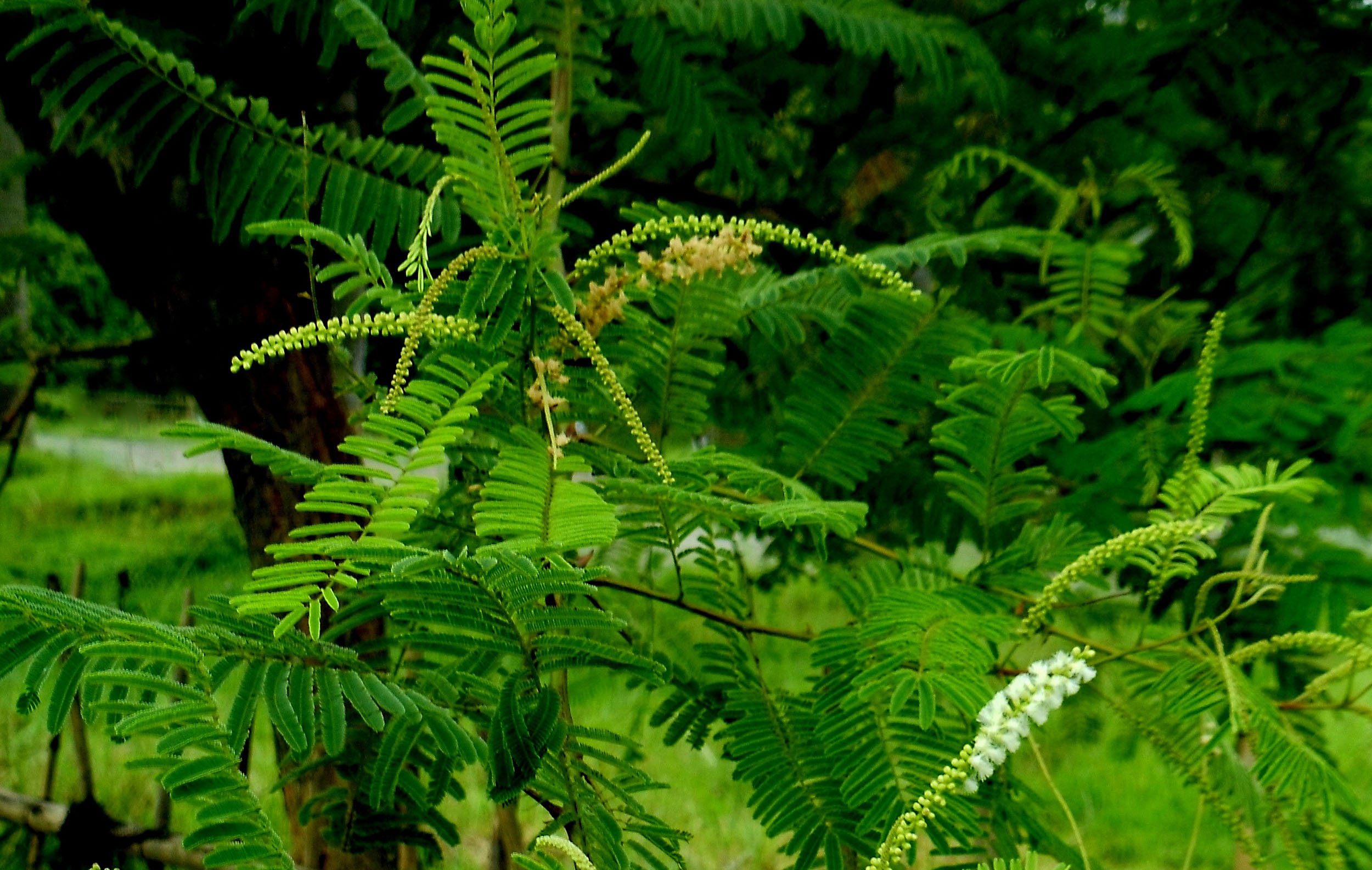 khadira : Acacia catechu Willd. 