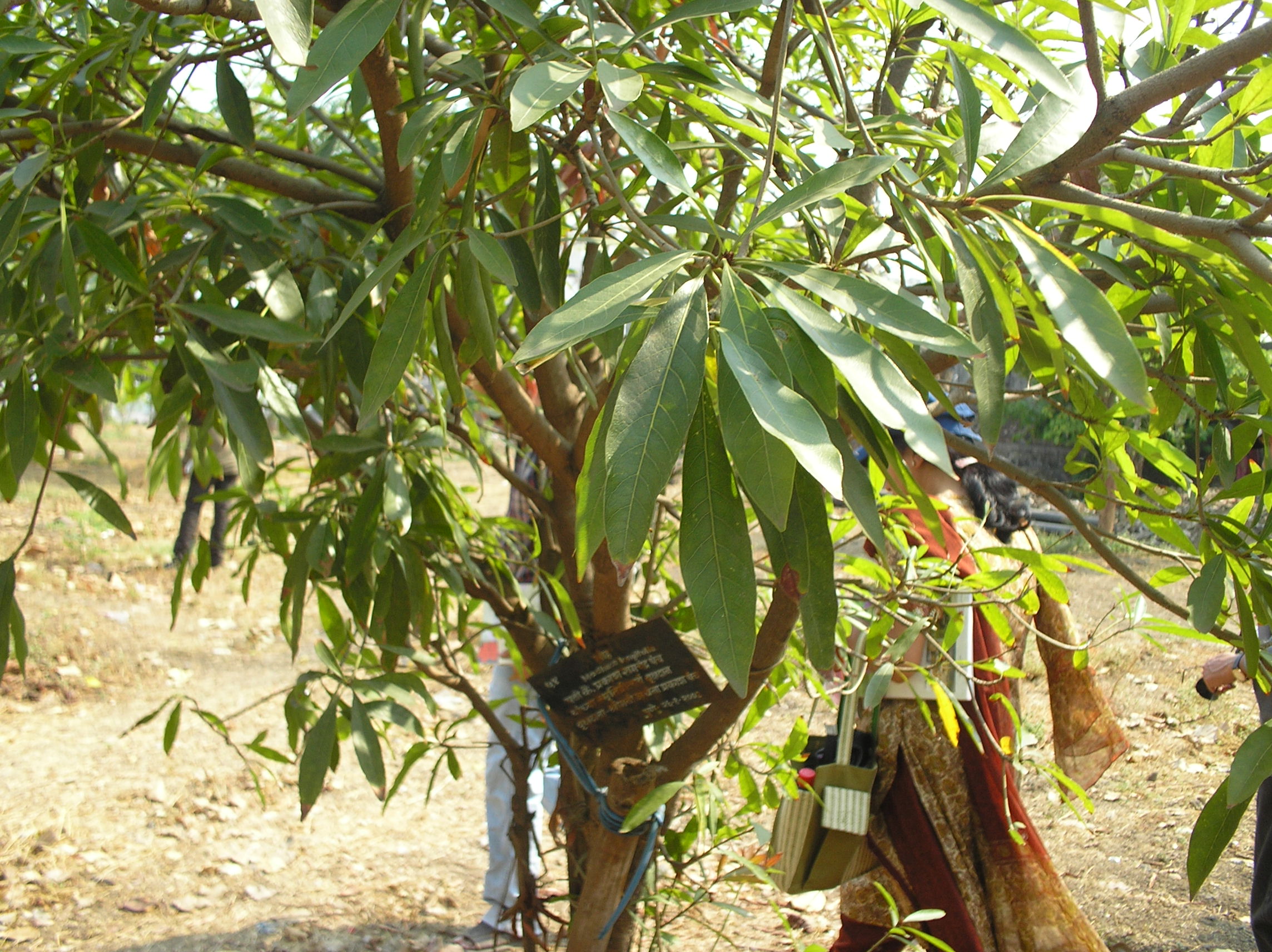 madhuka  : Madhuca longifolia Linn., Bassia longifulia 