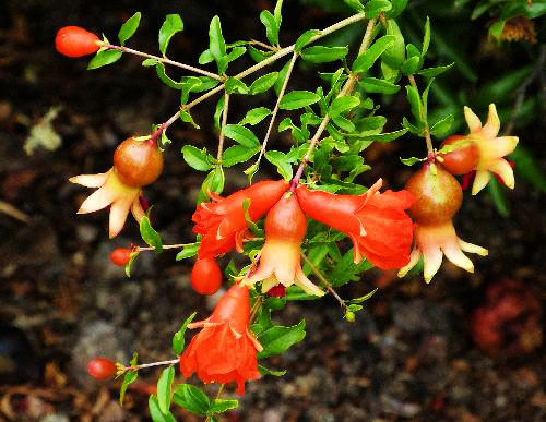 Dadima - Punica granatam Linn. Flower with young fruit