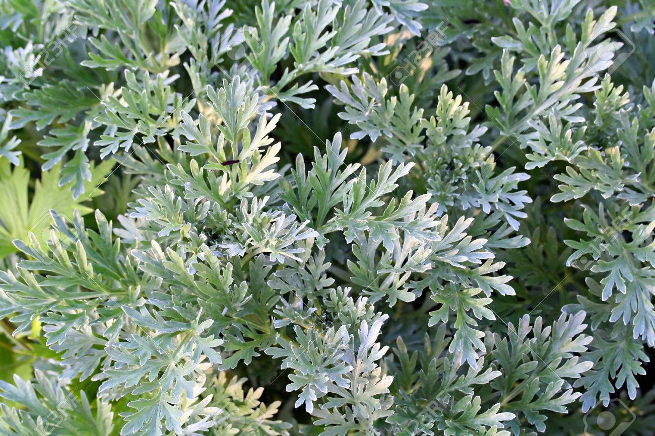 indhana : Artemisia absinthium Linn. 