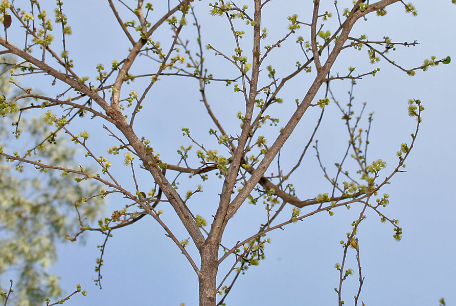 Young tree flowering Photograph by: J.M.Garg