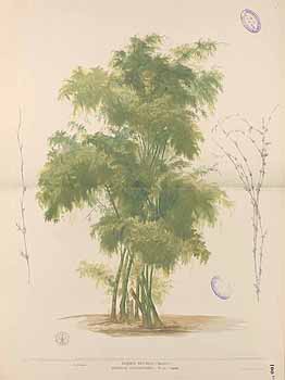 Bambusa bambos 