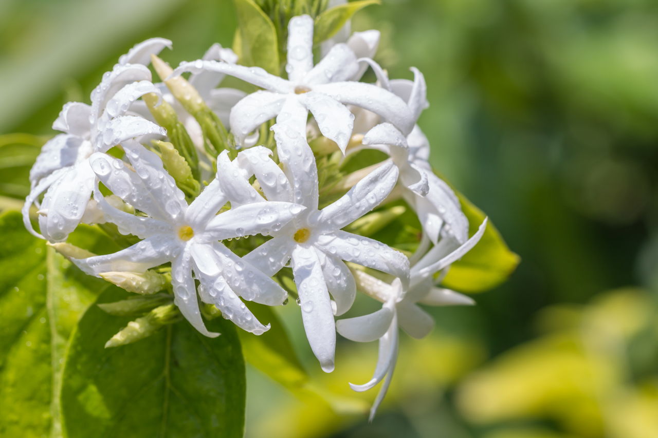 nagamalli  : Jasminum arborescens Roxb. 