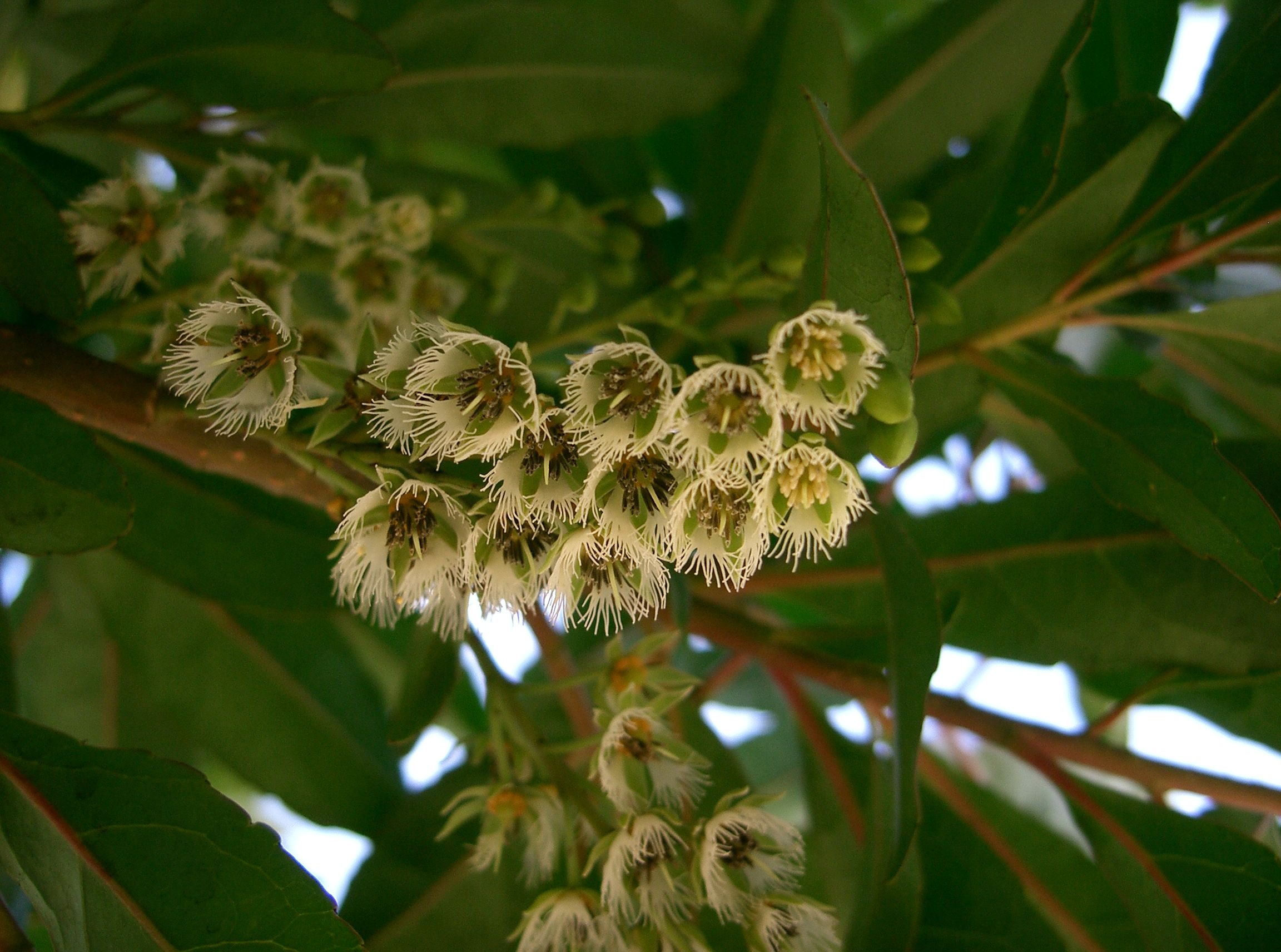 rudraksha rudraksha : Elaeocarpus sphaericus (Gaertn.) K. Schum., Elaeocarpus ganitrus Roxb. 