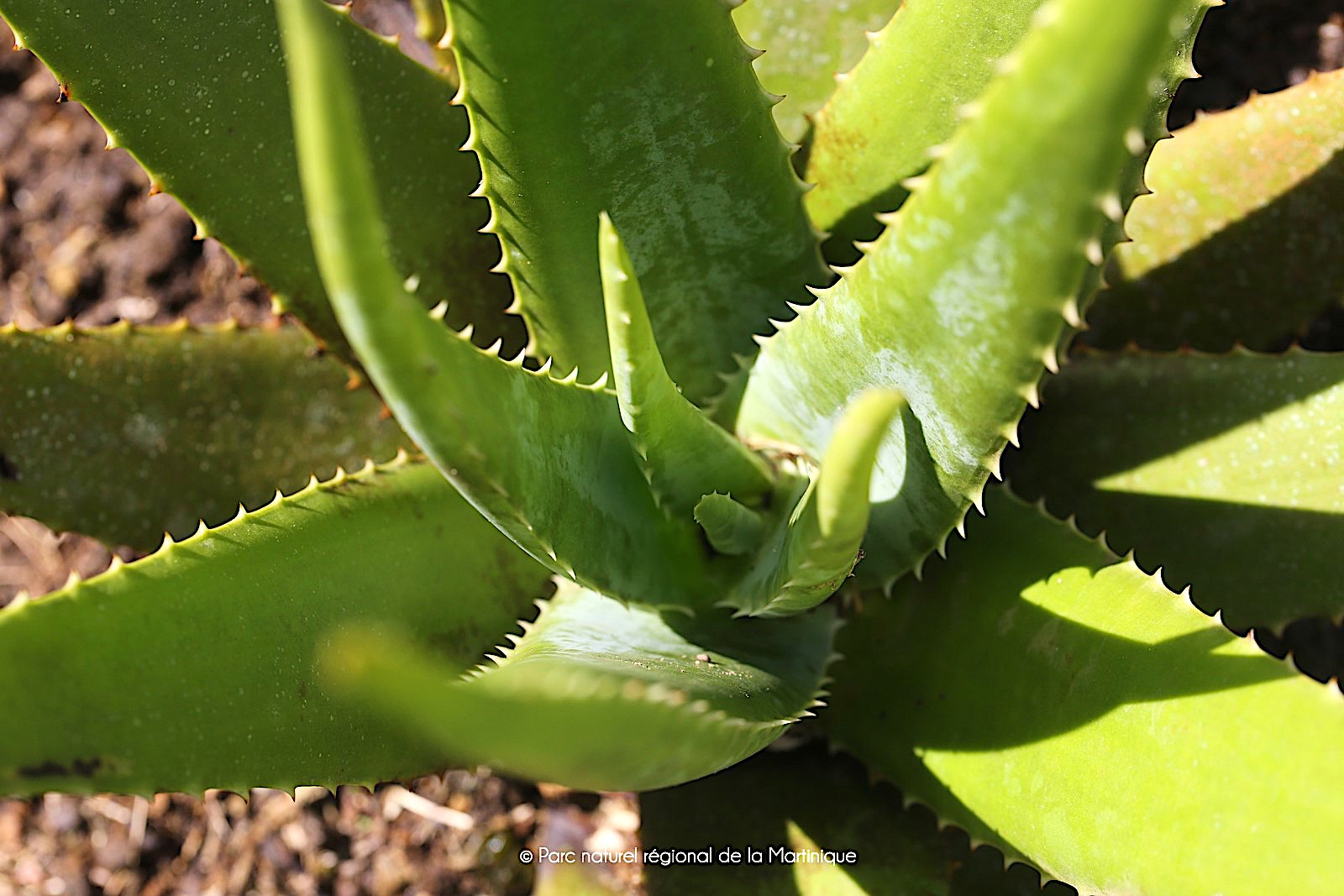 kumari  : Aloe vera Linn., Aloe barbadensis 