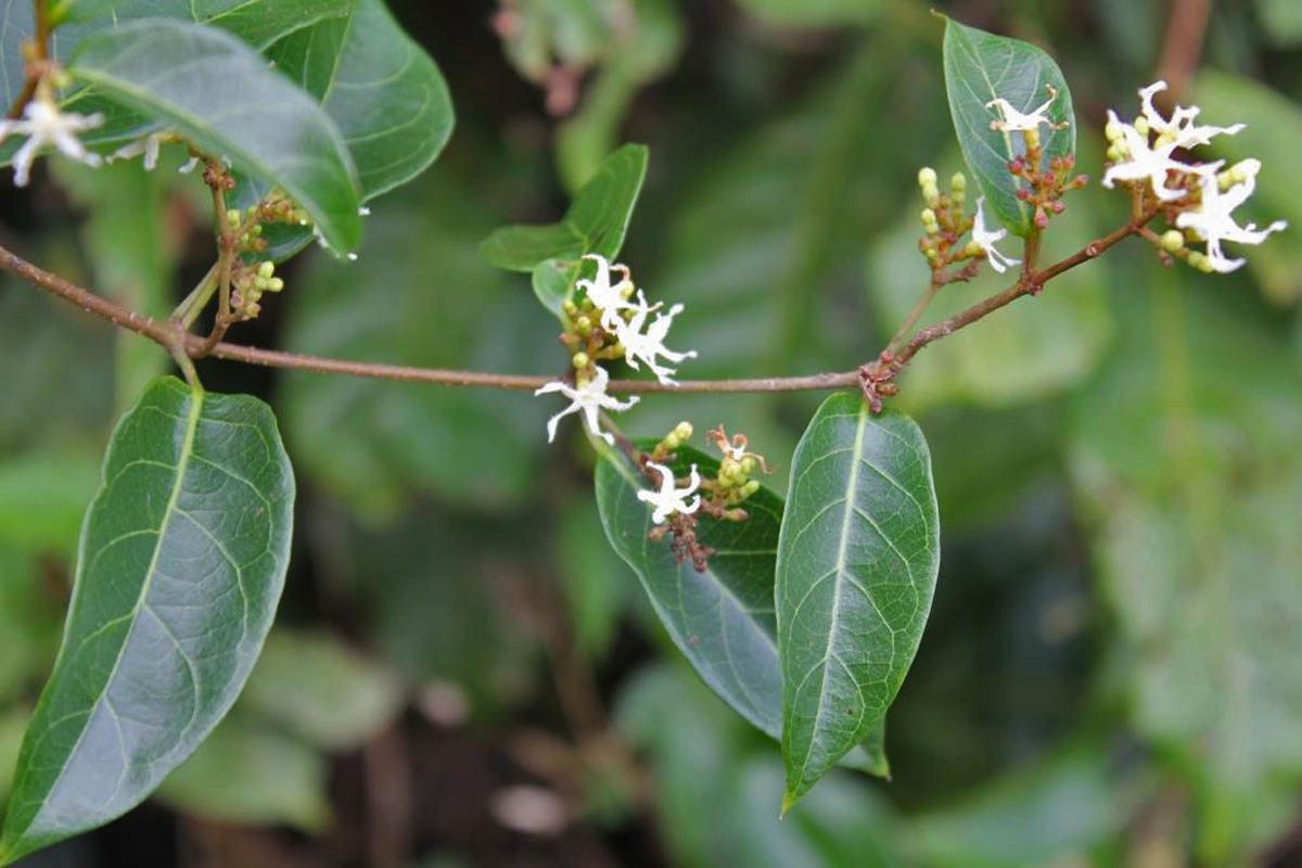ulpalashariba  : Ichnocarpus frutescens (Linn.) R.Br. 
