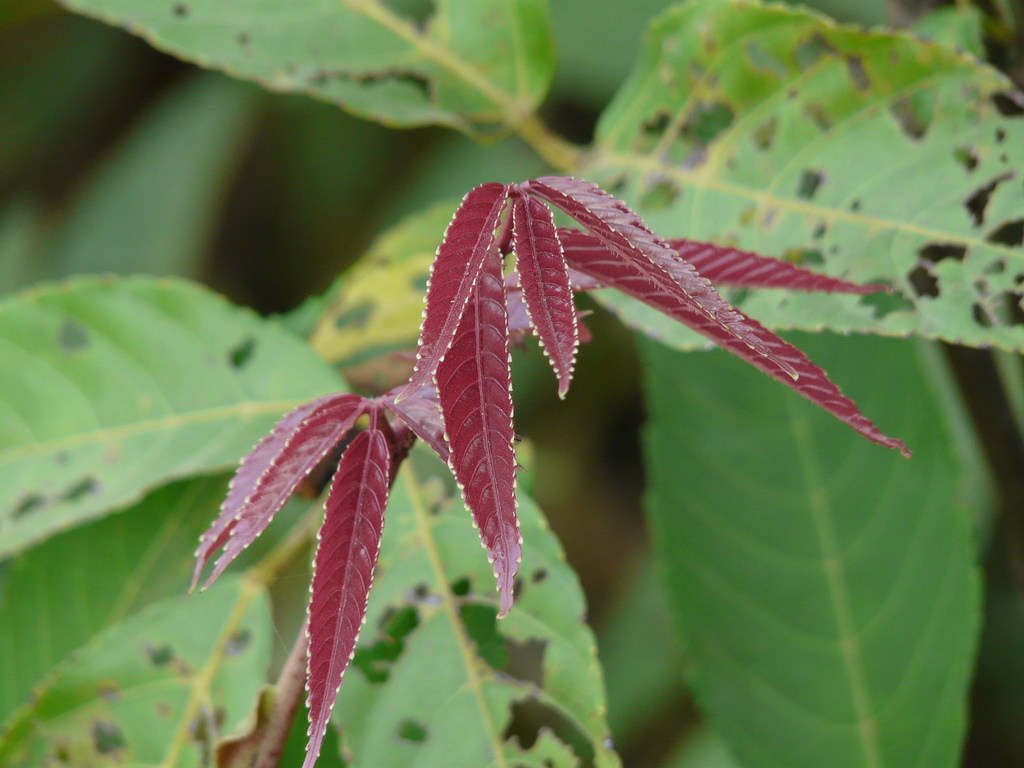 Leea indica The reddy-brown colour of new leaves Photograph by: Dinesh Valke